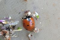 Coccinella septempunctata
