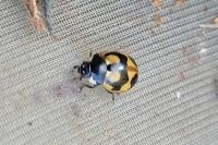 Coccinella hieroglyphica