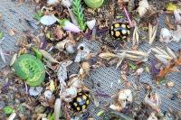 Coccinula quatuordecimpustulata