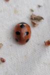 Coccinella magnifica