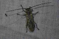 Saperda perforata