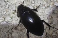 Hydrophilus piceus