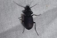 Chlaenius tristis