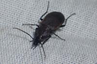 Chlaenius tristis