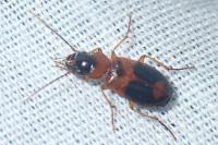 Badister bullatus