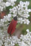 Platycis minutus