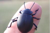 Timarcha tenebricosa
