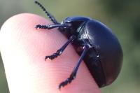 Timarcha tenebricosa
