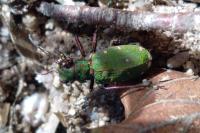 Cicindela campestris