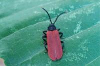 Platycis minutus
