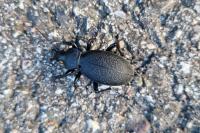 Carabus coriaceus