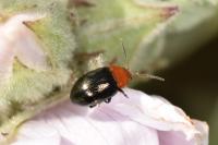 Podagrica fuscipes