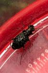 Elaphrus cupreus