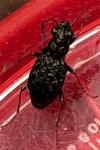 Elaphrus cupreus