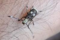 Platystomos albinus
