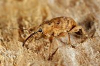 Curculio venosus