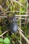 Cychrus attenuatus