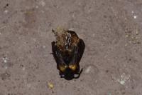 Sitaris muralis