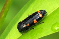 Ptosima undecimmaculata