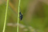 Agapanthia intermedia