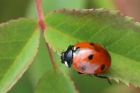 Coccinella septempunctata