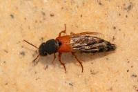 Platydracus stercorarius
