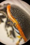 Chrysolina kuesteri