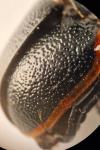 Chrysolina kuesteri
