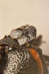 Chrysolina kuesteri