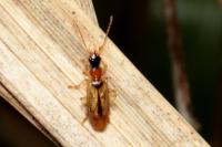 Demetrias atricapillus