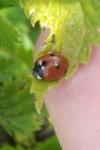 Coccinella quinquepunctata
