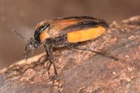 Metoecus paradoxus