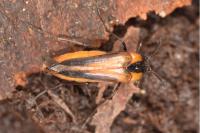 Metoecus paradoxus