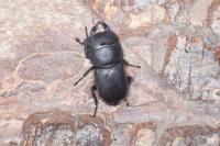 Dorcus parallelipipedus