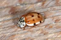 Harmonia quadripunctata