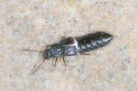 Anotylus rugosus