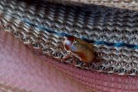 Cryptocephalus pini