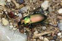 Poecilus cupreus