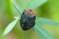 Oiceoptoma thoracicum