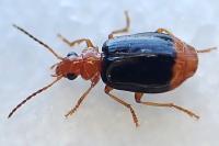 Lebia marginata