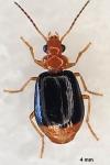 Lebia marginata
