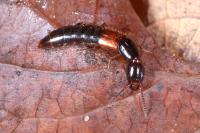 Othius punctulatus