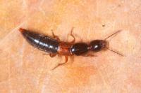 Othius punctulatus