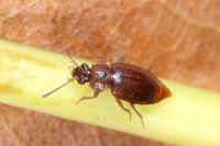 Anthobium atrocephalum