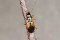 Anchomenus dorsalis