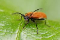 Schizotus pectinicornis