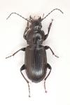 Pterostichus anthracinus