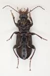 Pterostichus anthracinus