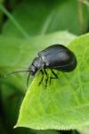 Galeruca tanaceti