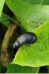 Galeruca tanaceti